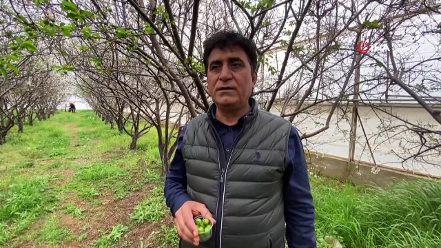 Eriğin kilosu 1000 TL'den satışa çıktı