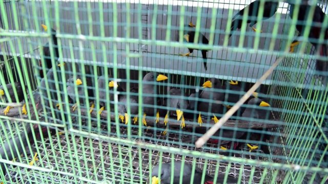 إندونيسيا تحبط محاولة لتهريب مئات الطيور المهددة