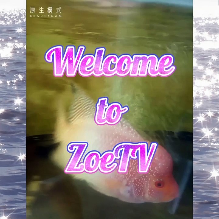 so cute my pet chowder