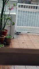 蕉赖区下冰雹（Taman Minang Ria）