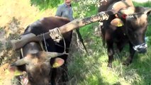 Teknolojinin İşlemediği Dağlarda Öküzler Çiftçinin En Büyük Yardımcısı
