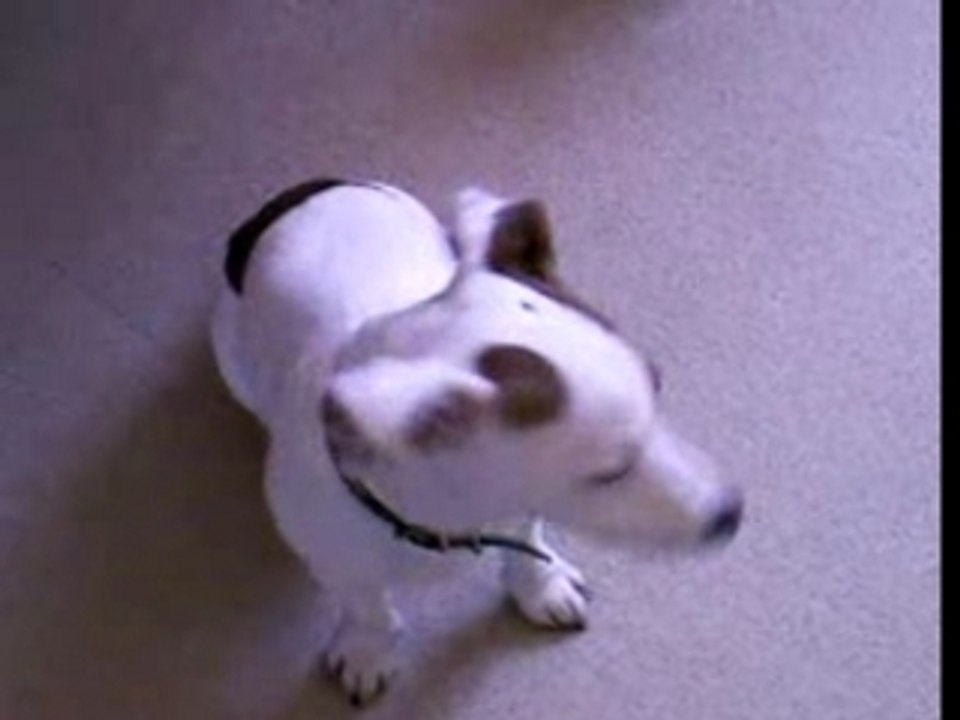 Jack russel calimero