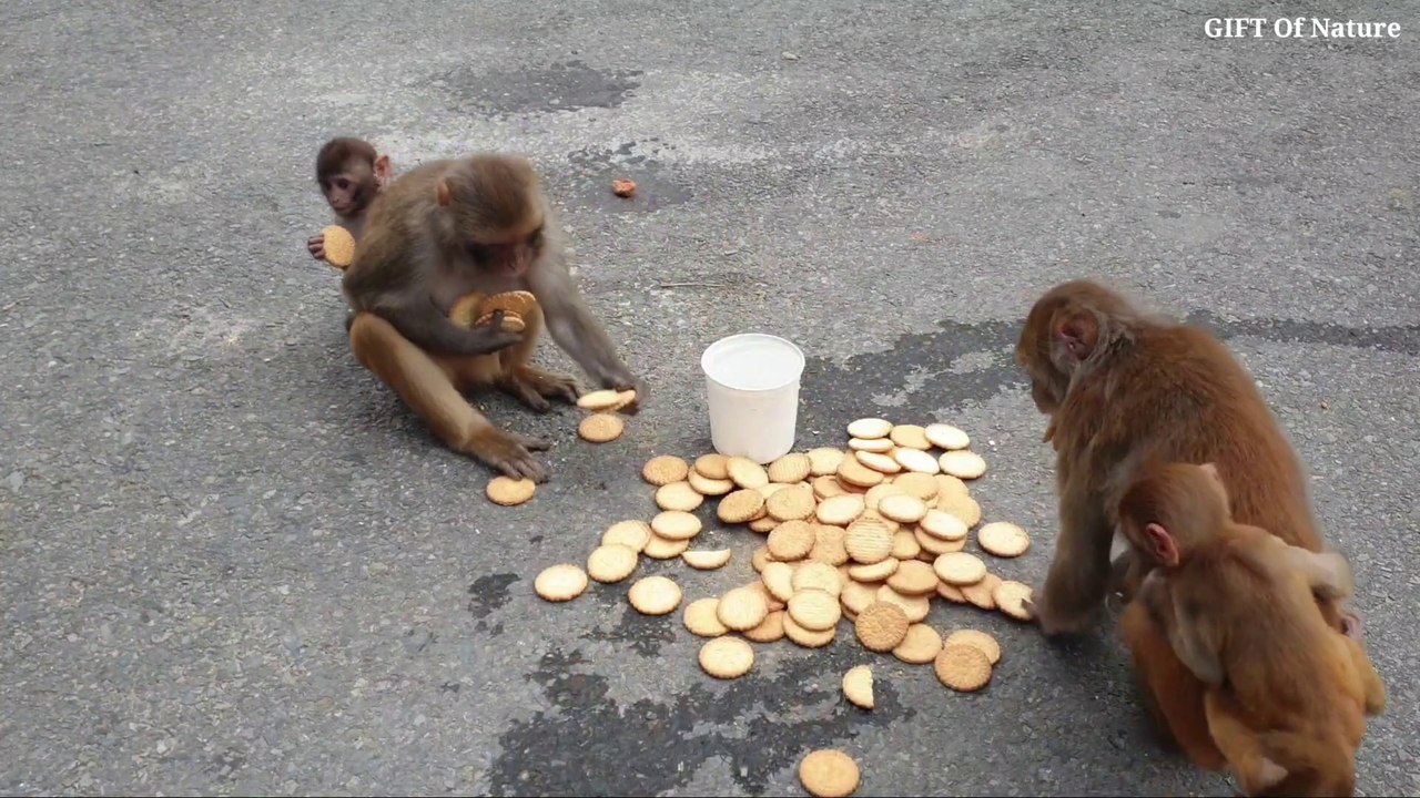 Kind Man Feeds Biscuits And Water To HUNGRY Monkeys And Dog During Lockdown __ D_Full-HD