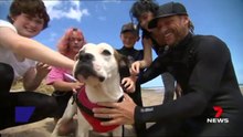 Hero dog rescues boy from drowning in Adelaide’s south | 7NEWS