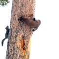 Pine Marten and Squirrel Play Tag Around a Tree