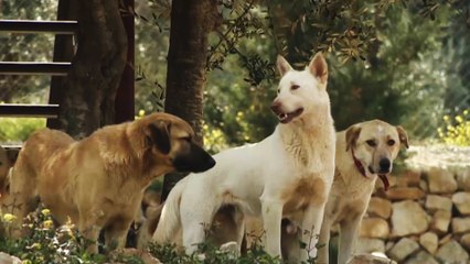 مبادرات لإنقاذ الحيوانات الأليفة وحمايتها في فلسطين