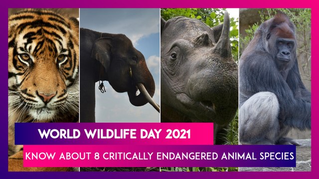 World Wildlife Day 2021: 8 Critically Endangered Animal Species You Should Know About