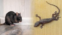 घर से चूहे, छिपकली और मक्खी भगाने के घरेलू नुस्खे | How To get Rid of Lizards and Rats | Boldsky