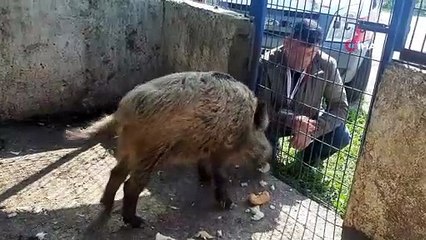 Domuz Ceyar’la belediye şoförünün dostluğu görenleri şaşırttı