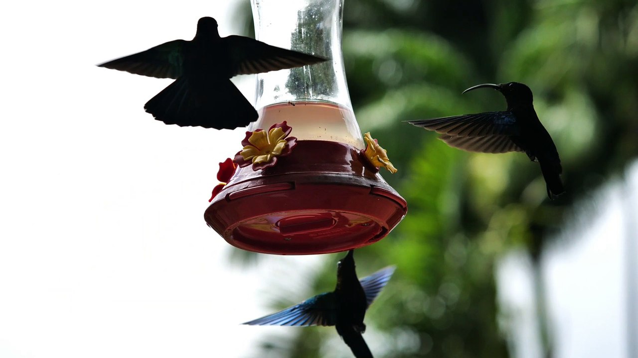 Marcus Singletary - Subversive Birds (Video)