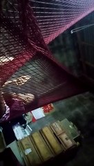 Yung Anak Kong 'anime Is Lyf