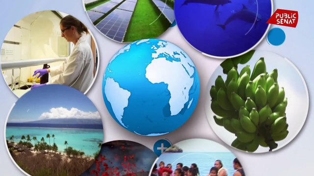 Hydrophones : Des mammifères sur écoute - Positive Outre-mer (01/03/2021)