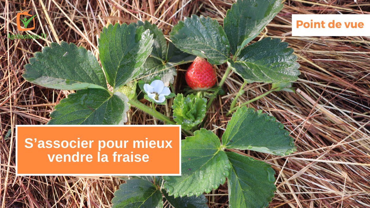 Point de vue : S’associer pour mieux vendre la fraise