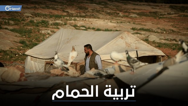 تربية الحمام هواية ممتعة ومهنة للعيش في مخيمات الشمال السوري - تحت خط الحياة