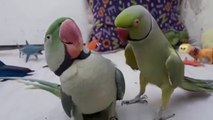 TALKING RINGNECK WITH CONFUSED  ALEXANDRINE PARROT   OFFICIAL