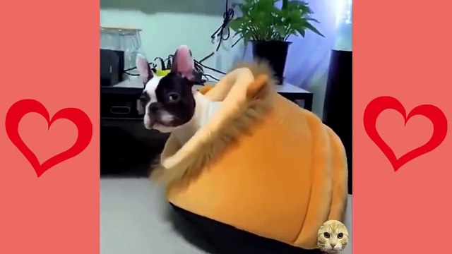 Gatos Chistosos Perros Chistosos Videos Graciosos #1