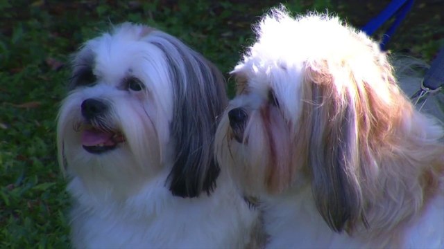 bd-ansiedad-en-mascotas-por-separacion-de-sus-dueños-030321