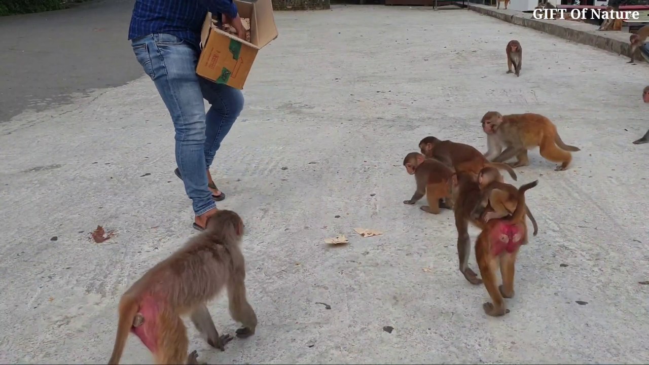 Crowd of hungry monkeys fight over food __ monkey feeding bread __ monkey fight_Full-HD