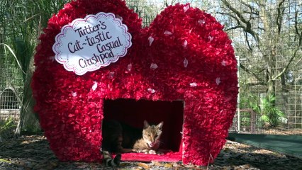 Purr-fect Valentine's Day With Big Cats