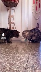Cute cat