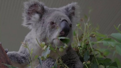 How One Australian Resort Is Battling Back After the Wildfires and Involving Guests in the