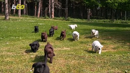 This Very Rare Green-Furred Puppy Is Born in Italy