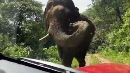 Image of the day: Close encounter with wild elephant in Kerala | Watch