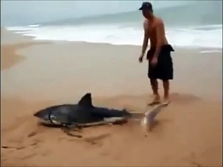 Ce touriste sauve un requin échoué sur la plage