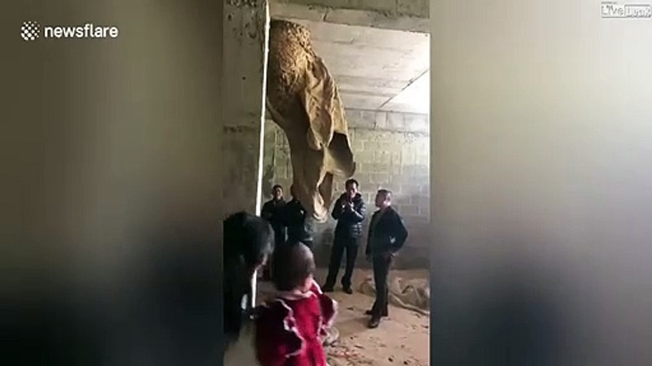 Des chinois découvrent un nid de guêpes de plus de 2m de haut