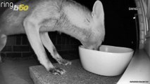 Fur-Midable Opponent! Crazed Kitten Goes Berserk on Much Larger Fox Trying To Get Food!