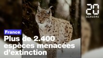 En France, plus de 2.400 espèces sont menacées d'extinction