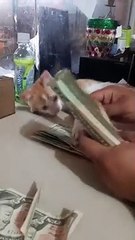 Cute Kitty Helps with Accounting