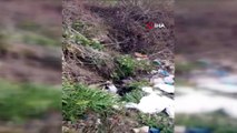 Tekirdağ'da vahşet: Ayaklarından bağlayıp çuvala koydukları köpeği ölüme terk ettiler