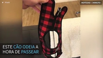 Cão tenta se esconder quando chega a hora de passear