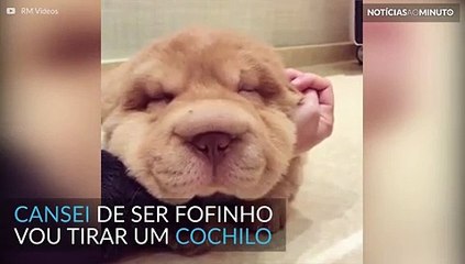 Esse cachorro tem tanto sono que dorme na mão da dona