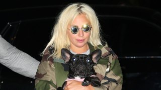 Lady Gaga recupera a sus dos perritos, que habían sido raptados