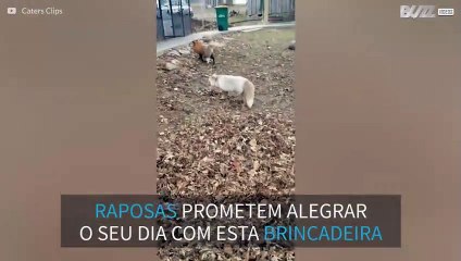 Raposas brincam em monte de folhas no chão