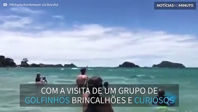 Grupo de golfinhos visita banhistas em praia na Nova Zelândia