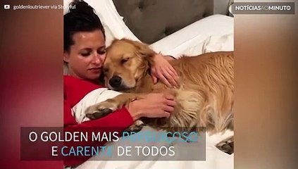 Golden não deixa dona parar de fazer carinho