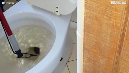 Cobra é encontrada dentro de privada