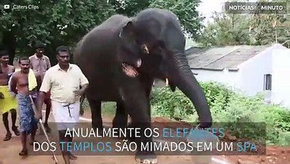 Elefantes sagrados são mimados em spa na Índia