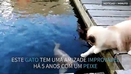 Amizade de gato com peixes dura mais de 5 anos