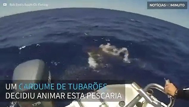 Pescadores encontram cardume de tubarões na Austrália