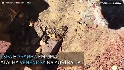 Vespa e aranha travam venenosa batalha até a morte na Austrália