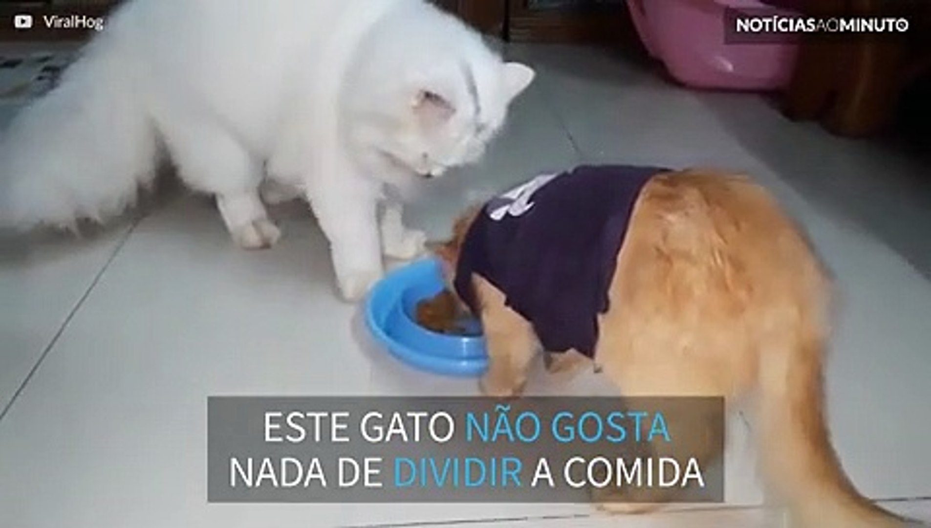Este gato nunca aprendeu a dividir comida! - Vídeo Dailymotion