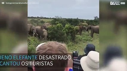 Filhote de elefante escorrega ao lado de turistas na África do Sul