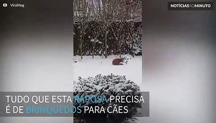 Raposa se diverte na neve com brinquedo de cachorro