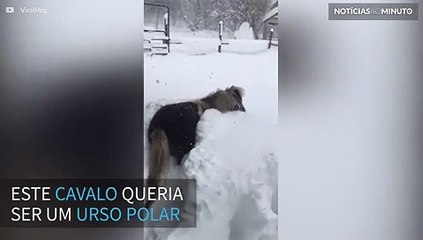 Cavalo se diverte brincando na neve