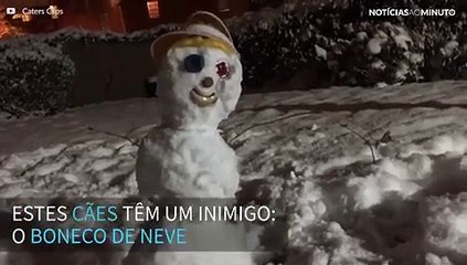 Cães protegem a casa de uma grande ameaça: um boneco de neve!