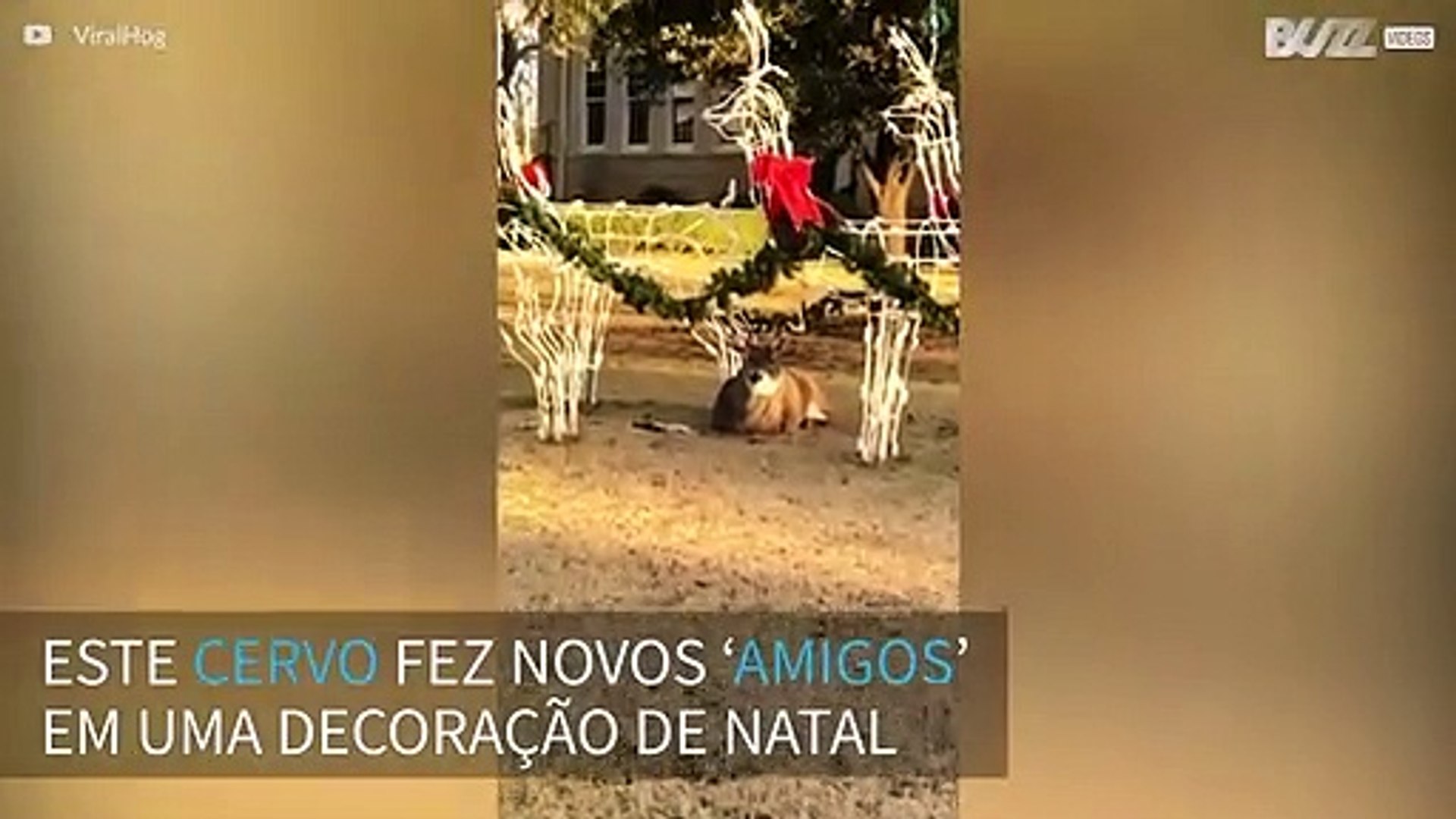 Cervo se ‘camufla’ em decoração de natal